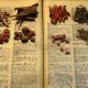 Unlock Ancient Herbal Remedies' Secrets + Benefits | The Ultimate Herbal Remedies Guide: Natural Healing for a Healthier Life