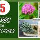 Natural Herbal Remedy for Hot Flashes Relief Tips | The Ultimate Herbal Remedies Guide: Natural Healing for a Healthier Life