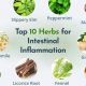 Natural Herbal Medication for IBS: Relief & Remedies | The Ultimate Herbal Remedies Guide: Natural Healing for a Healthier Life