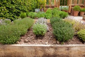 Explore Herbal Garden Images: Inspiration & Beauty The Ultimate Herbal Remedies Guide: Natural Healing for a Healthier Life Explore Herbal Garden Images: Inspiration & Beauty | The Ultimate Herbal Remedies Guide: Natural Healing for a Healthier Life