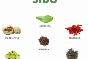 Natural Herbals: Herbal Therapy for SIBO Relief Today | The Ultimate Herbal Remedies Guide: Natural Healing for a Healthier Life