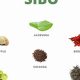 Natural Herbals: Herbal Therapy for SIBO Relief Today | The Ultimate Herbal Remedies Guide: Natural Healing for a Healthier Life