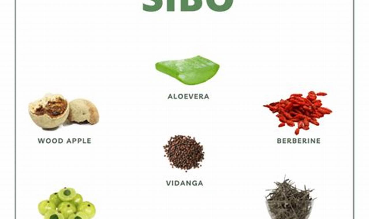 Natural Herbals: Herbal Therapy for SIBO Relief Today The Ultimate Herbal Remedies Guide: Natural Healing for a Healthier Life Natural Herbals: Herbal Therapy for SIBO Relief Today | The Ultimate Herbal Remedies Guide: Natural Healing for a Healthier Life