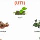 Best UTI Herbal Remedy Guide: Natural Solutions Now! | The Ultimate Herbal Remedies Guide: Natural Healing for a Healthier Life