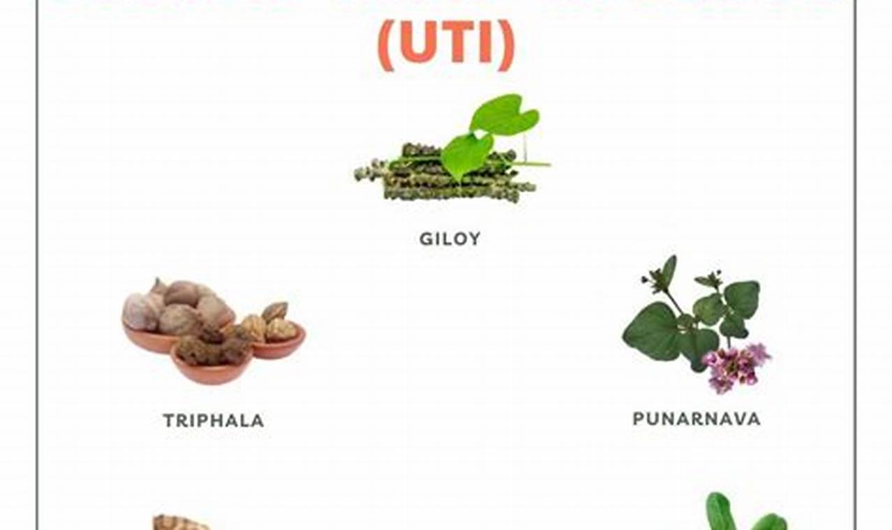 Best UTI Herbal Remedy Guide: Natural Solutions Now! The Ultimate Herbal Remedies Guide: Natural Healing for a Healthier Life Best UTI Herbal Remedy Guide: Natural Solutions Now! | The Ultimate Herbal Remedies Guide: Natural Healing for a Healthier Life