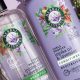 Best Herbal Essences Purple Shampoo: Tone & Shine! | The Ultimate Herbal Remedies Guide: Natural Healing for a Healthier Life