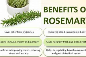 Unlock Rosemary's Herbal Properties: Uses & Benefits The Ultimate Herbal Remedies Guide: Natural Healing for a Healthier Life Unlock Rosemary's Herbal Properties: Uses & Benefits | The Ultimate Herbal Remedies Guide: Natural Healing for a Healthier Life