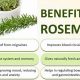 Unlock Rosemary's Herbal Properties: Uses & Benefits | The Ultimate Herbal Remedies Guide: Natural Healing for a Healthier Life