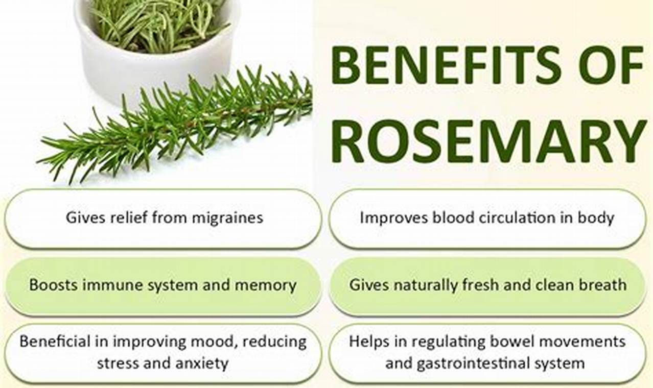 Unlock Rosemary's Herbal Properties: Uses & Benefits | The Ultimate Herbal Remedies Guide: Natural Healing for a Healthier Life