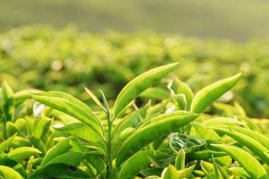 Best Herbal Tea Green Blends: Benefits & Recipes | The Ultimate Herbal Remedies Guide: Natural Healing for a Healthier Life