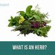 Unlocking Herbal Meaning: Benefits & Uses Explored | The Ultimate Herbal Remedies Guide: Natural Healing for a Healthier Life
