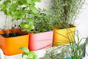 Grow Your Own: Herbal Garden Indoor Oasis | The Ultimate Herbal Remedies Guide: Natural Healing for a Healthier Life