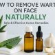 Gentle Herbal Treatment for Warts on Face: Natural Relief | The Ultimate Herbal Remedies Guide: Natural Healing for a Healthier Life