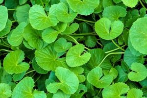 Herb Power: Gotu Kola Herbal Plant Benefits + Uses | The Ultimate Herbal Remedies Guide: Natural Healing for a Healthier Life