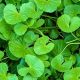 Herb Power: Gotu Kola Herbal Plant Benefits + Uses | The Ultimate Herbal Remedies Guide: Natural Healing for a Healthier Life