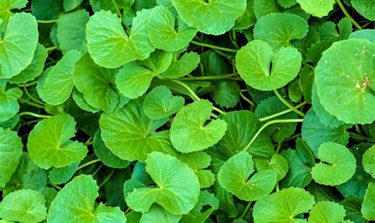 Herb Power: Gotu Kola Herbal Plant Benefits + Uses | The Ultimate Herbal Remedies Guide: Natural Healing for a Healthier Life