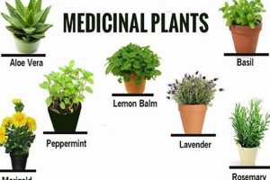 Unlock Herbal Plant Uses: Benefits &amp; Remedies | The Ultimate Herbal Remedies Guide: Natural Healing for a Healthier Life