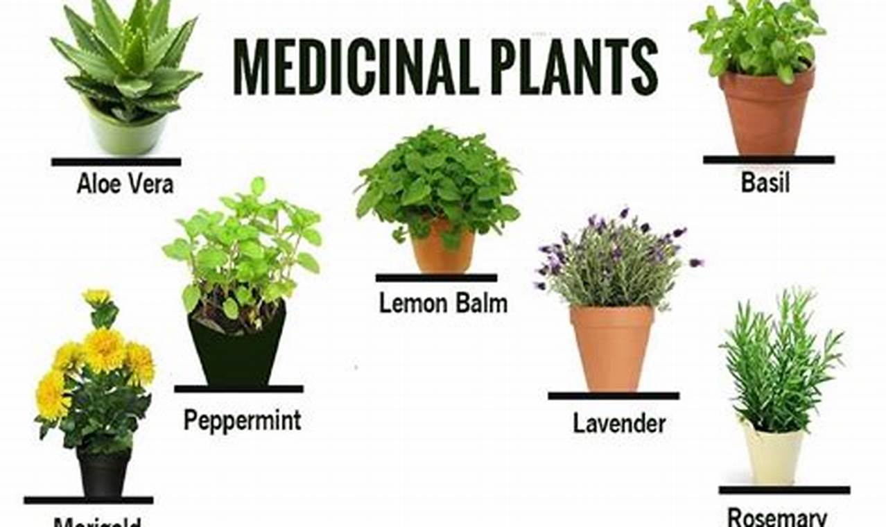 Unlock Herbal Plant Uses: Benefits &amp; Remedies | The Ultimate Herbal Remedies Guide: Natural Healing for a Healthier Life