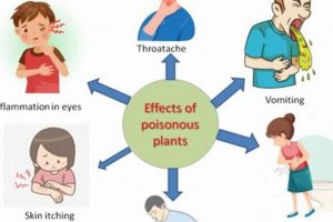 Herbal Poisoning: Risks, Symptoms &amp; Prevention Tips | The Ultimate Herbal Remedies Guide: Natural Healing for a Healthier Life