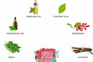 Best Herbal Supplements for SIBO: Natural Relief Guide | The Ultimate Herbal Remedies Guide: Natural Healing for a Healthier Life