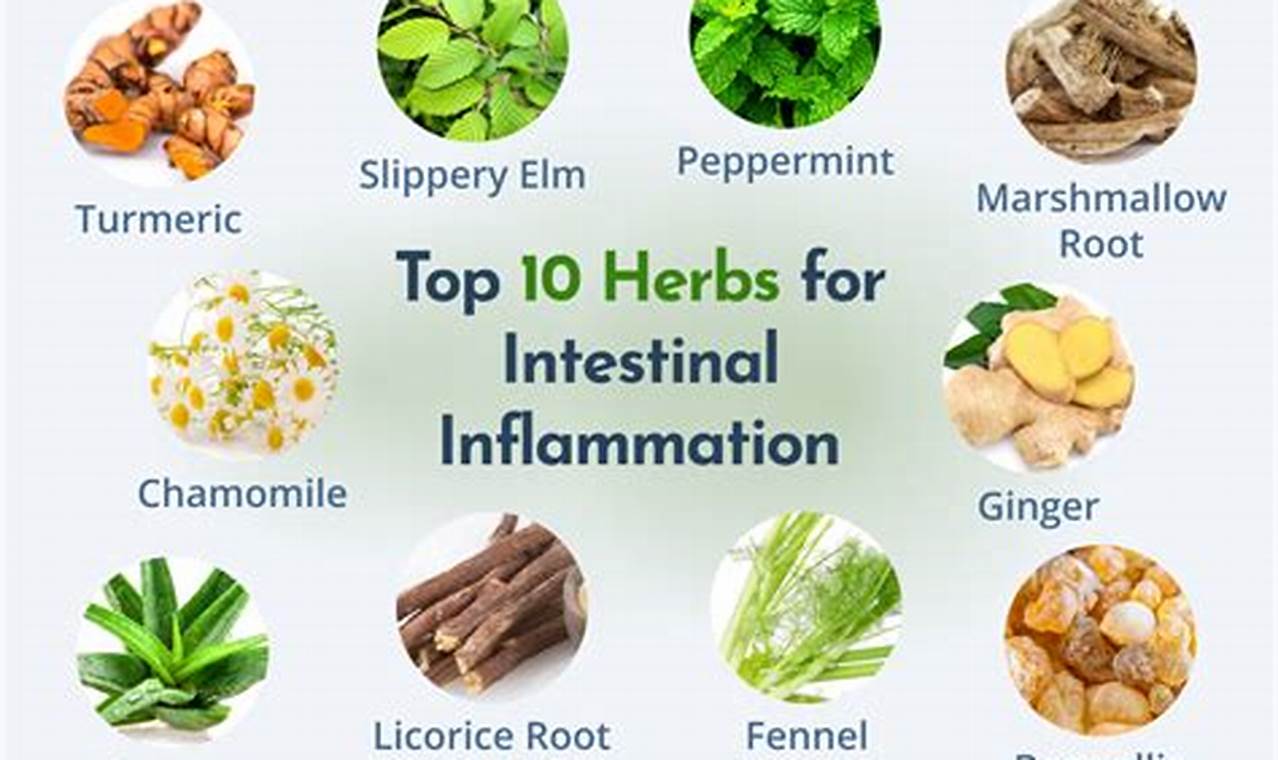 Natural Herbal Remedies for Stomach Virus Relief | The Ultimate Herbal Remedies Guide: Natural Healing for a Healthier Life