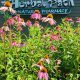 Your Natural Herbal Path in Dover: Local Remedies | The Ultimate Herbal Remedies Guide: Natural Healing for a Healthier Life