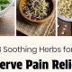 Natural Herbal Treatment for Nerve Pain Relief | The Ultimate Herbal Remedies Guide: Natural Healing for a Healthier Life
