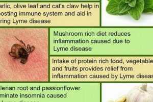 Natural Herbal Remedies for Lyme Disease: A Guide The Ultimate Herbal Remedies Guide: Natural Healing for a Healthier Life Natural Herbal Remedies for Lyme Disease: A Guide | The Ultimate Herbal Remedies Guide: Natural Healing for a Healthier Life