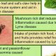 Natural Herbal Remedies for Lyme Disease: A Guide | The Ultimate Herbal Remedies Guide: Natural Healing for a Healthier Life