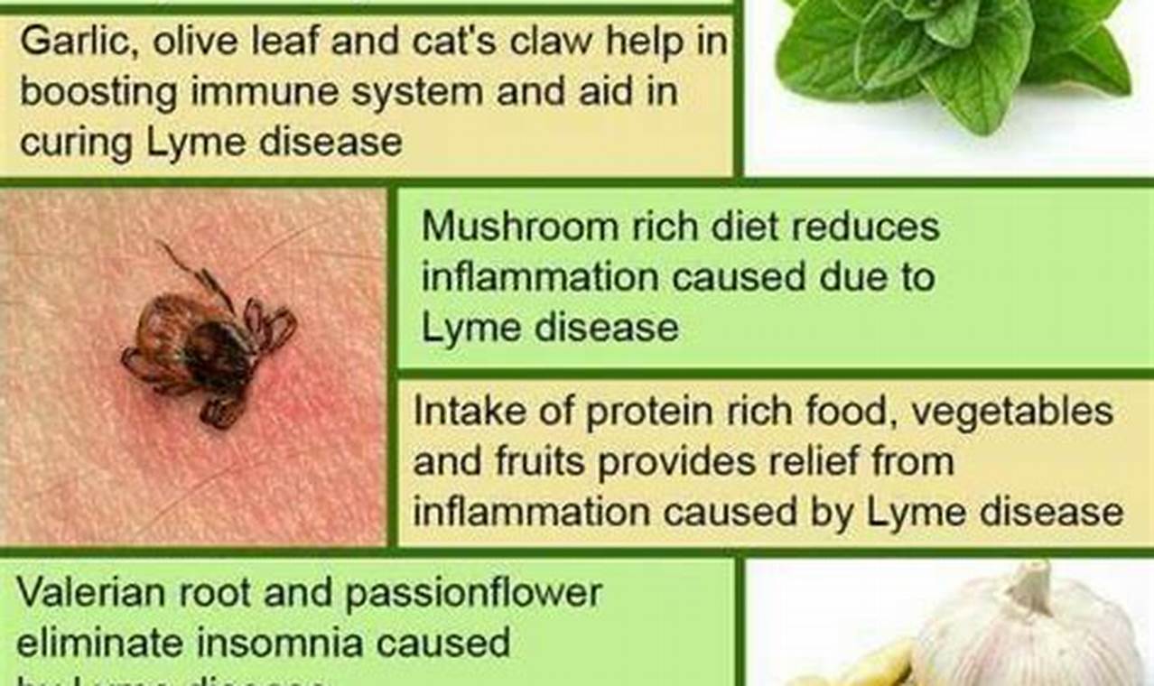 Natural Herbal Remedies for Lyme Disease: A Guide The Ultimate Herbal Remedies Guide: Natural Healing for a Healthier Life Natural Herbal Remedies for Lyme Disease: A Guide | The Ultimate Herbal Remedies Guide: Natural Healing for a Healthier Life