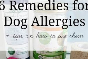 Natural Herbal Remedies for Dog Allergies: Relief Tips The Ultimate Herbal Remedies Guide: Natural Healing for a Healthier Life Natural Herbal Remedies for Dog Allergies: Relief Tips | The Ultimate Herbal Remedies Guide: Natural Healing for a Healthier Life