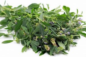 Natural Alfalfa Herbal Plant: Benefits & Uses | The Ultimate Herbal Remedies Guide: Natural Healing for a Healthier Life