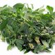 Natural Alfalfa Herbal Plant: Benefits & Uses | The Ultimate Herbal Remedies Guide: Natural Healing for a Healthier Life