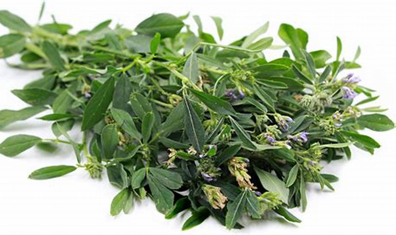 Natural Alfalfa Herbal Plant: Benefits & Uses | The Ultimate Herbal Remedies Guide: Natural Healing for a Healthier Life