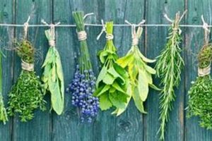 Exploring Herbal Synonym: Terms &amp; Alternatives | The Ultimate Herbal Remedies Guide: Natural Healing for a Healthier Life