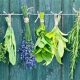 Exploring Herbal Synonym: Terms &amp; Alternatives | The Ultimate Herbal Remedies Guide: Natural Healing for a Healthier Life