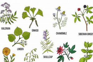 Natural Herbal ADHD Treatment: Safe & Effective? | The Ultimate Herbal Remedies Guide: Natural Healing for a Healthier Life