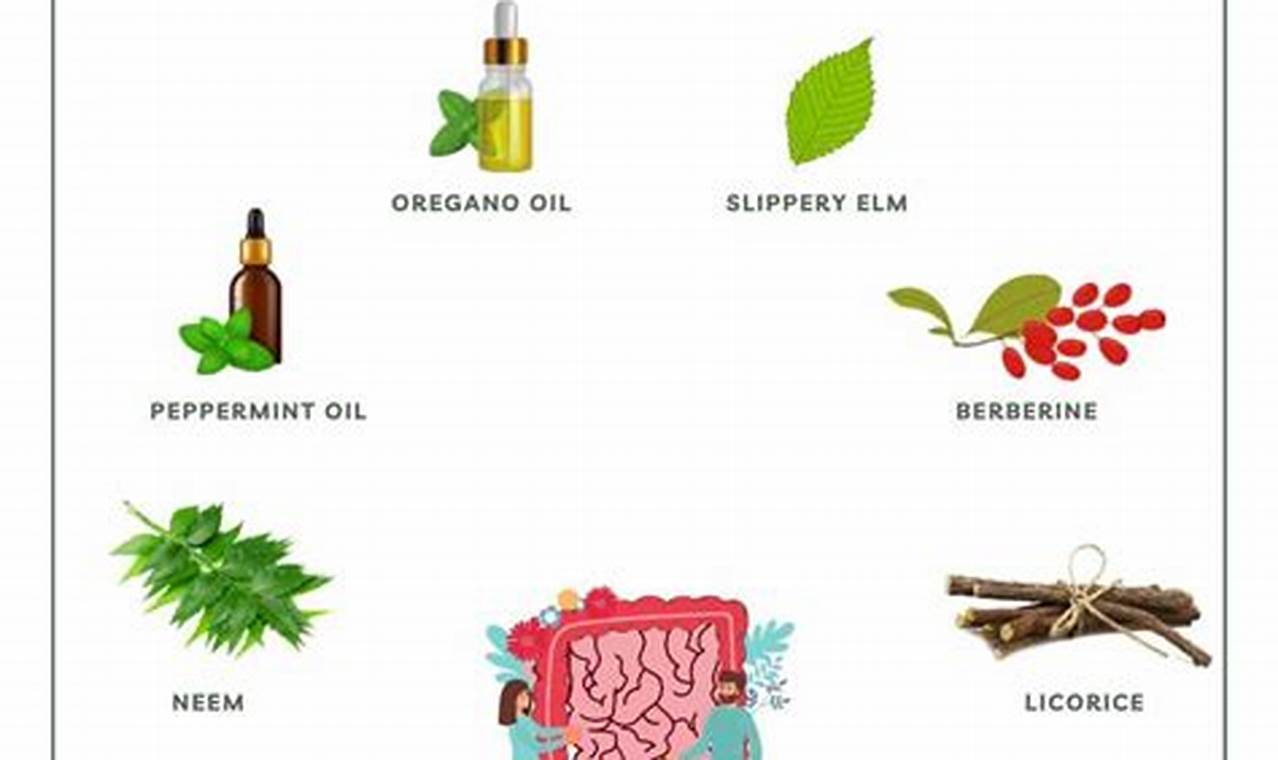 Natural SIBO Treatment Herbal Remedy Guide | The Ultimate Herbal Remedies Guide: Natural Healing for a Healthier Life