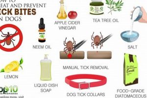Natural Herbal Remedies for Tick Bites: Soothe the Sting | The Ultimate Herbal Remedies Guide: Natural Healing for a Healthier Life