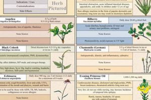 Best Herbal Dietary Supplements List: Guide & Tips | The Ultimate Herbal Remedies Guide: Natural Healing for a Healthier Life