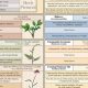 Best Herbal Dietary Supplements List: Guide & Tips | The Ultimate Herbal Remedies Guide: Natural Healing for a Healthier Life