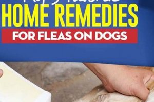 Natural Herbal Remedies for Dog Fleas: A Guide | The Ultimate Herbal Remedies Guide: Natural Healing for a Healthier Life