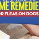 Natural Herbal Remedies for Dog Fleas: A Guide | The Ultimate Herbal Remedies Guide: Natural Healing for a Healthier Life