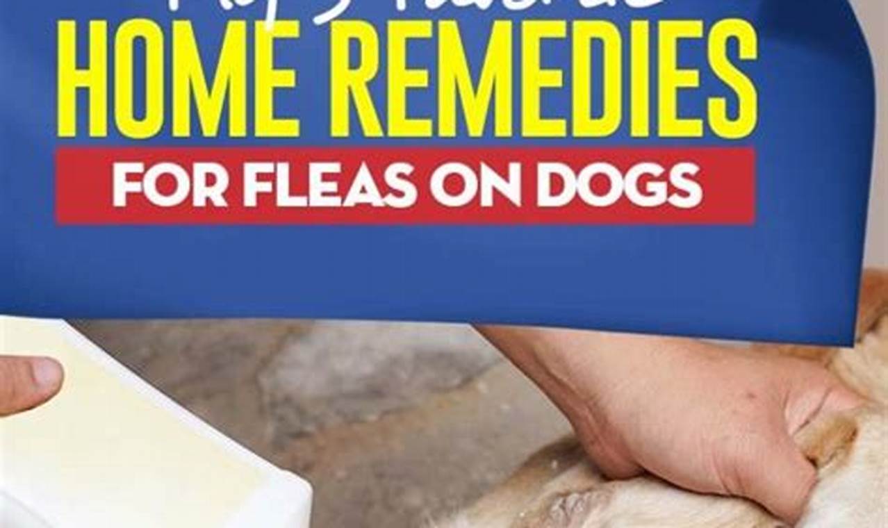 Natural Herbal Remedies for Dog Fleas: A Guide | The Ultimate Herbal Remedies Guide: Natural Healing for a Healthier Life