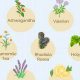 Best Anxiety Herbal Remedy: Your Natural Relief | The Ultimate Herbal Remedies Guide: Natural Healing for a Healthier Life