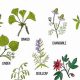 Natural Boost: Herbal Remedies for ADHD &amp; Anxiety Relief | The Ultimate Herbal Remedies Guide: Natural Healing for a Healthier Life