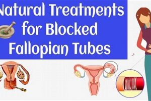 Natural Herbal Treatment for Blocked Fallopian Tubes: A Guide | The Ultimate Herbal Remedies Guide: Natural Healing for a Healthier Life