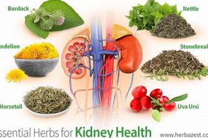 Natural Herbal Treatment for Kidney Health: Benefits & Risks | The Ultimate Herbal Remedies Guide: Natural Healing for a Healthier Life