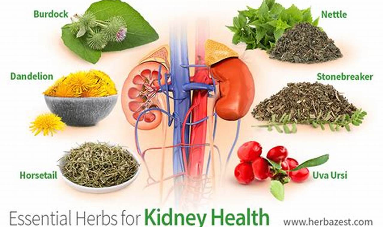 Natural Herbal Treatment for Kidney Health: Benefits & Risks | The Ultimate Herbal Remedies Guide: Natural Healing for a Healthier Life