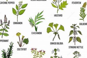 Natural Herbal Remedies for Food Allergies: Relief Tips The Ultimate Herbal Remedies Guide: Natural Healing for a Healthier Life Natural Herbal Remedies for Food Allergies: Relief Tips | The Ultimate Herbal Remedies Guide: Natural Healing for a Healthier Life